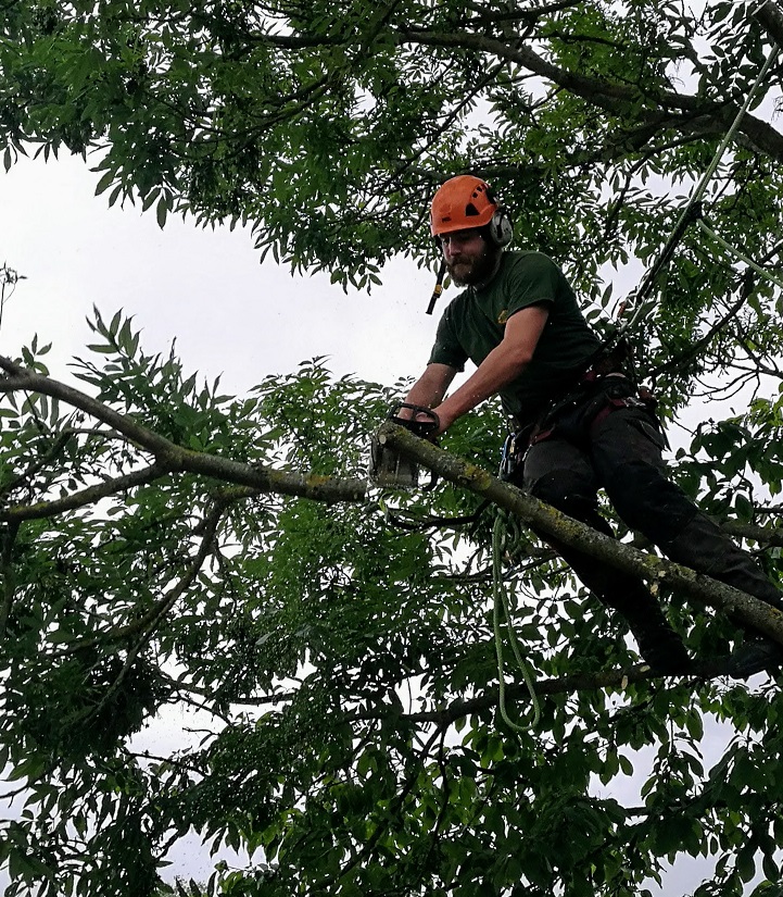 Tree Surgeon up tree cutting of branch