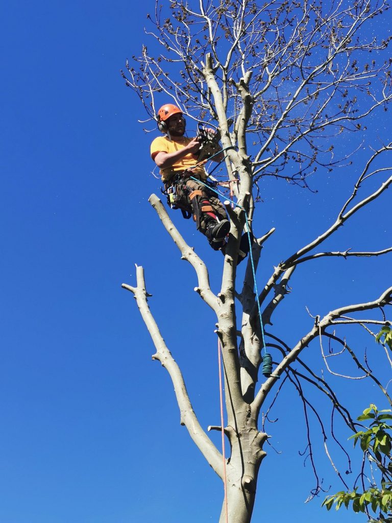 Tree Surgeon up tree pollarding and trimming branches