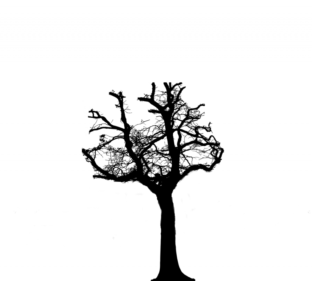 silhouette of a tree which has been pollarded