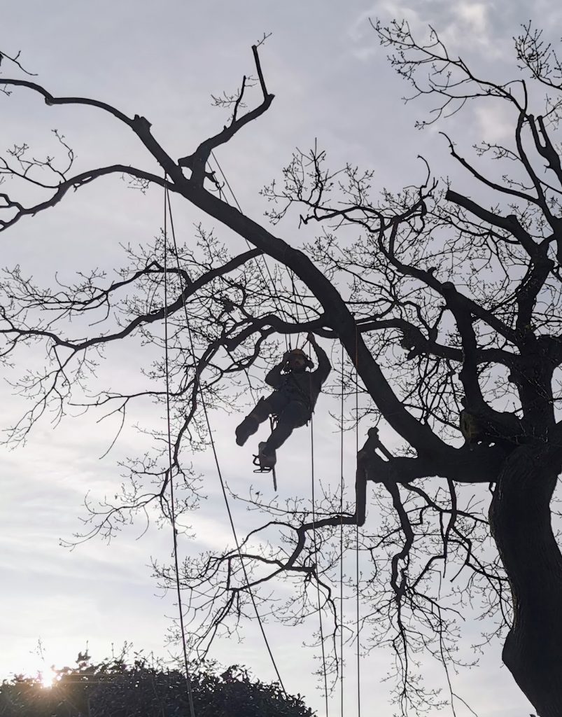 Tree Surgeon up tree thinning crown and branches