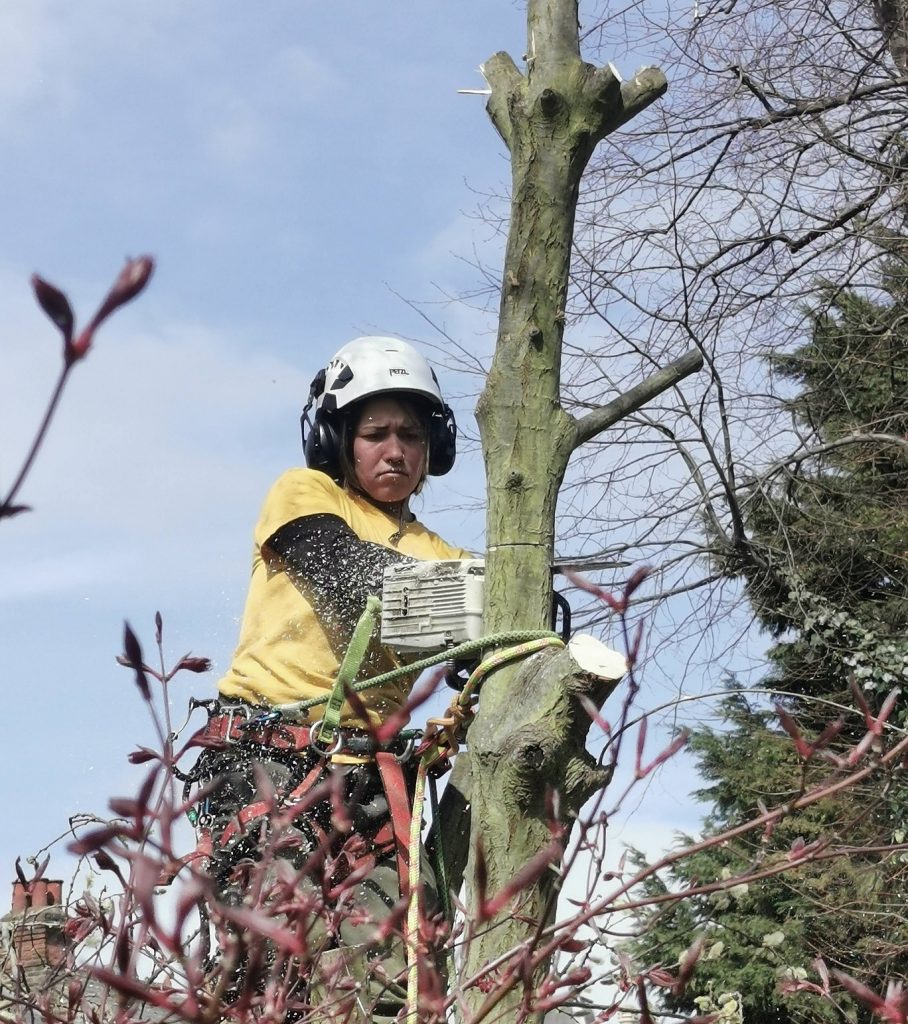 Tree Surgeon in tree topping branches with chainsaw