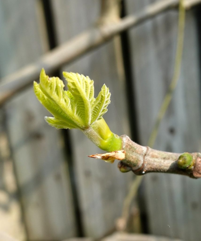 close up of young fig tree branch following formative pruning